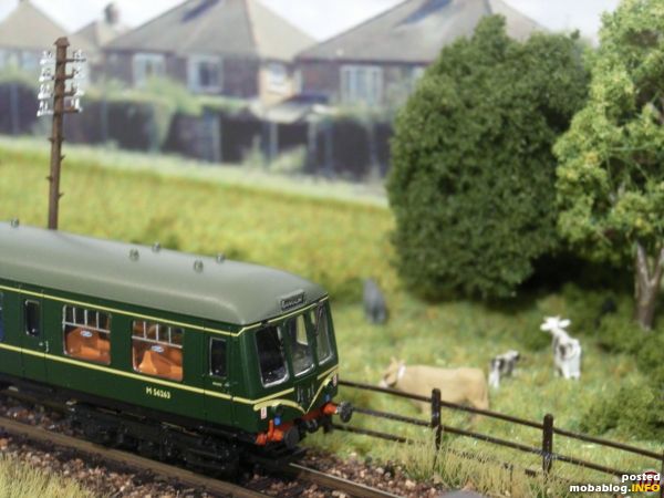 Entlang der Branchline herrscht durchaus ländliches Leben vor - die Rinder wenden sich angesichts der Motorengeräusche der BR Class 108 DMU aber eher von der Strecke ab.
