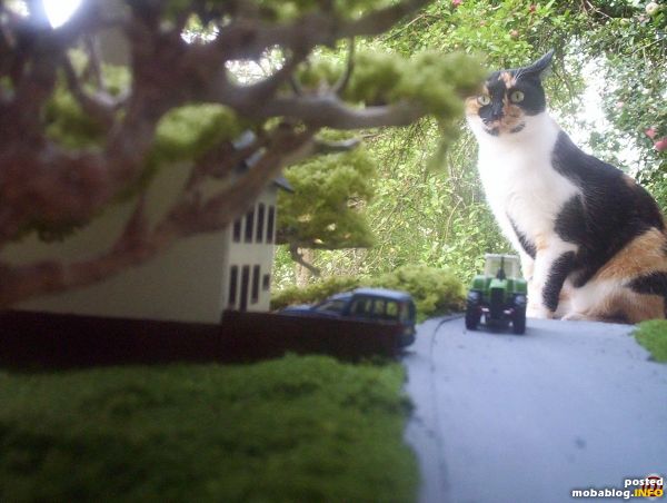 Und unsere Katze, Daisy, in 1:1 findet dass alles ein bisschen komisch
:-).