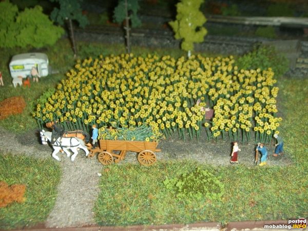 Sonnenblumenfeld in der Nähe des Bauernhofes