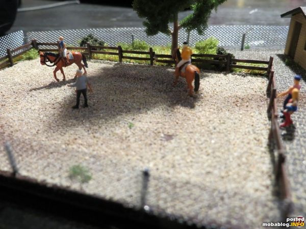 Der Reitplatz mit Schatten spendendem Baum.