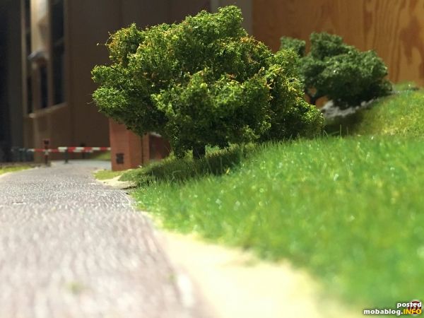 Eine Linde am Straßenrand.