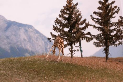 Futtersuche